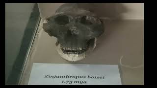 Archaic Homo Sapiens  Zinjanthropus Skull [upl. by Nevin248]