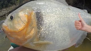 BIGGEST PIRANHA In the World  Amazon River Monsters [upl. by Yeslaehc]