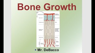 Bone Growth [upl. by Doykos]