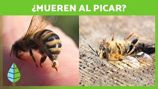 ¿Por qué las ABEJAS MUEREN cuando PICAN 🐝  Curiosidades de Animales [upl. by Yoo]