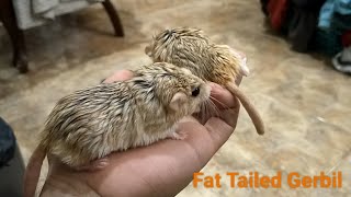 Fat Tailed Gerbil The Friendly Rodent [upl. by Trub]