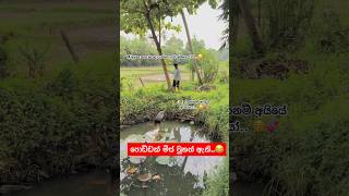 තියෙන්නෙ වතුරනම් තැන වැඩක්ම නෑ 😂🤦‍♂️ viralvideo akita aki funny comedy dog subscribe fyp [upl. by Eanerb752]