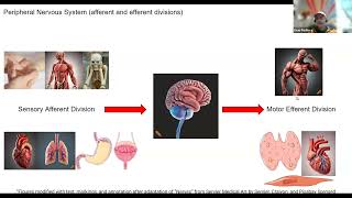 Peripheral Nervous System Afferent and Efferent Divisions just the facts [upl. by Amerak]