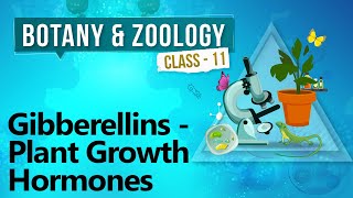 Gibberellins  Plant Growth Hormones  Plant Growth and Development  Biology Class 11 [upl. by Nesto]