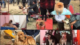 Patiala Dog Show 17th February 2019  KCI Dog Show [upl. by Kcirrem3]