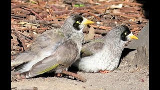 Noisy Miner birds  Manorina Melanocephala [upl. by Anitsenre]