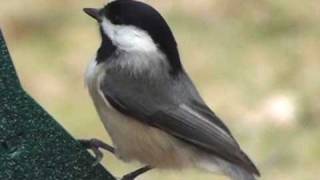 BlackCapped Chickadee  HD MiniDocumentary [upl. by Oner]