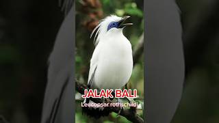 JALAK BALI Leucopsar rothschildi burung burungkicau kicaumania keunikanhewan edukasihewan [upl. by Roinuj]