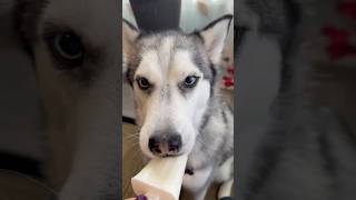 My husky loves his snack husky huskylife cutedogs funnydog doglovers doglife dogshorts dogs [upl. by Asille]