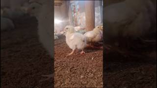 Heavy Growth Boiler Chicks ytshort youtubeshorts youtubeshort poultry shorts [upl. by Kleper]