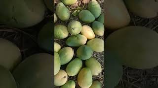 Picking mango from mango tree [upl. by Diana]