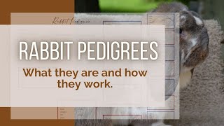 RABBIT PEDIGREEES What They Are amp Why You Want Them [upl. by Anomer]