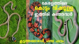 ഉഗ്ര വിഷമുള്ള കേരളത്തിലെ കുഞ്ഞൻ പാമ്പുകൾ  Dangerous Snake in Kerala STORIES PLUS [upl. by Nnyliak]