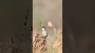 Clamorous Reed warbler [upl. by Tripp]