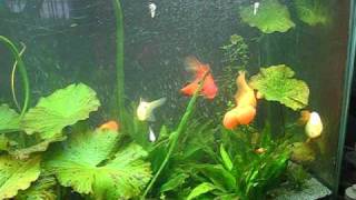 My 150 Gallon Fancy Goldfish Coldwater Community Fish Tank Aquarium [upl. by Sidoeht]