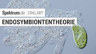 Endosymbiontentheorie  Spektrum erklärt [upl. by Airdnaxela]