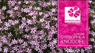 Poradnik ogrodnika Łyszczec Gypsophila quotKnuddelquot  VITROFLORA [upl. by Leeke]