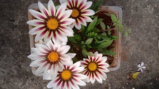 How to Grow Gazania plant from seed 🌸🌼🌱 [upl. by Dash551]