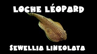 Loche léopard  Sewellia lineolata [upl. by Gelasius]