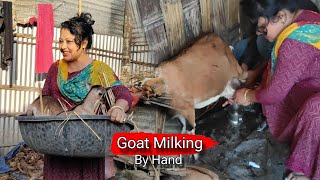 Goat Milking By Hand  Jaya Ghosh 🐐 [upl. by Claudie]