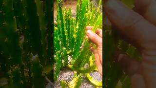 தாகம் தீர்க்கும் கள்ளி முளையான்  caralluma adscendens  Caralluma fimbriata [upl. by Etat]