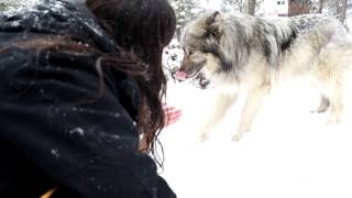 Shawn James Playing with Rajan The Wolf [upl. by Egide]