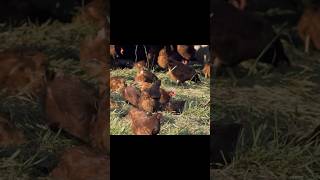 Add Limestone or Azomite Calcium to laying hen feed to strengthen the egg shells  Joel Salatin [upl. by Thorbert]