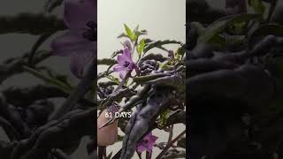 chilli growing timelapse [upl. by Aronle]