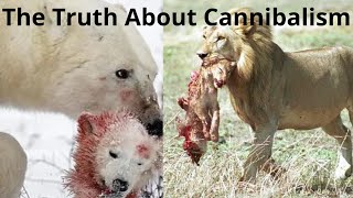 Find Out The Truth About Cannibalism In The Wild wildlifefacts [upl. by Christabel761]