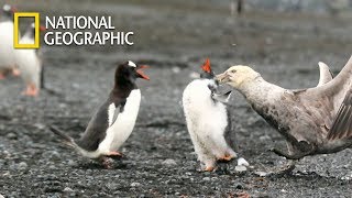 Gentoo Penguin Protecting his Baby from Giant petrel｜National Geographic [upl. by Fulbright]