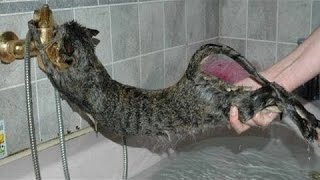 Katten Gewoon Niet Willen Om Te Baden  Grappige Kat Baden [upl. by Cummine]