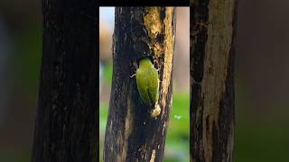 Coppersmith barbet wildbirdlife nature colourfulbirds birdslover cutebirds [upl. by Hakkeber]