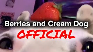 Official 🍓 Berries amp Cream 🥛 TikTok Dog  mistermainer [upl. by Kazue45]