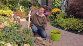 How to Lift and Store Dahlia Bulbs [upl. by Shepley]