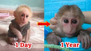 The process of caring for Kobi monkey ranges from one day to one year [upl. by Esenahs]