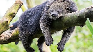 BINTURONG [upl. by Gunzburg]