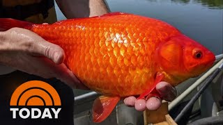 Giant goldfish are wreaking havoc on freshwater lakes [upl. by Notslar]