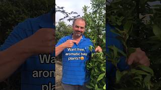 How to take bay cuttings Free bay plants plantsforfree growyourgroceries gardeningforbeginners [upl. by Neersan]