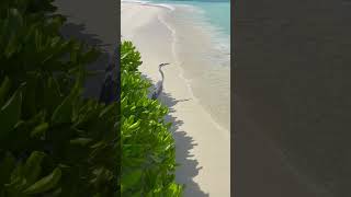 maldives heron lagoon beach bird birdlovers sand whitesand ocean holiday travel waves [upl. by Elyak]