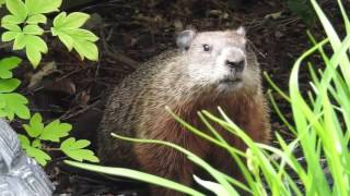 Marmot  Groundhog  Woodchuck call [upl. by Akkire]