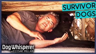 Heartbreaking Dogs Rescued After Hurricane Katrina ❤️‍🩹 Dog Whisperer With Cesar Millan [upl. by Arekat]