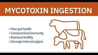 Mycotoxins and Ruminants Explainer [upl. by Koah188]