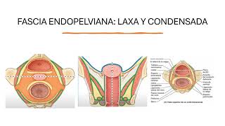 Cavidad pélvica fascias recesos peritoneales ligamentos estructuras vasculares y nerviosas [upl. by Niwred]