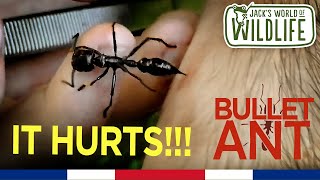 STUNG by a BULLET ANT The TRUTH [upl. by Weinreb]