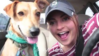 Bringing Justice Home A Rescue Dogs Adoption Story [upl. by Ahsirtap263]