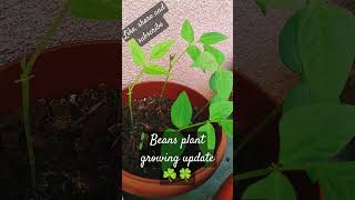 Beans plant growing update ☘️🍀 shortsfeed viralshort plants nature garden beans relaxingmusic [upl. by Laundes146]