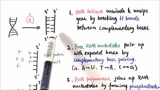 AS Biology  Transcription OCR A Chapter 310 [upl. by Arika]