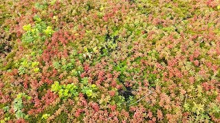 Dachbegrünung günstig selber machen einfach mit Blumenerde [upl. by Rinum]