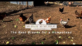 The Best Chicken Breeds for Your Homestead  McMurray Hatchery [upl. by Reidar]