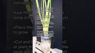 Growing green onions in water [upl. by Pellet]